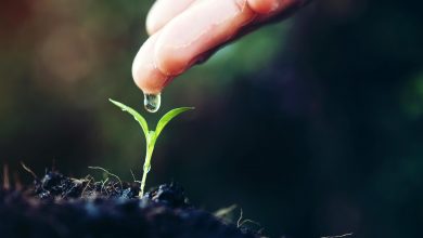 seedling new baby forest spring