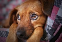 dog by moshehar
