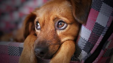 dog by moshehar