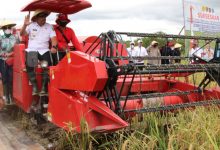 Gubernur Murad Harap Serut Jadi Salah Satu Sentra Produksi Beras Maluku 23 IMG 20220310 193616
