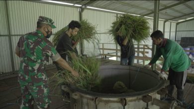 serai merah