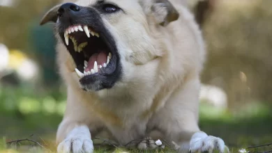 anjing rabies
