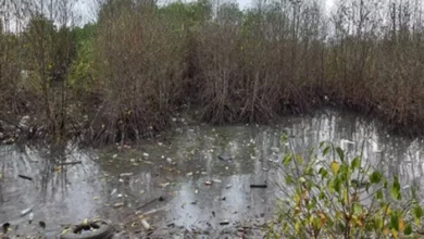 matinya puluhan mangrove