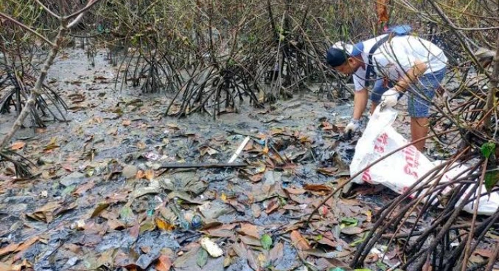 matinya puluhan mangrove