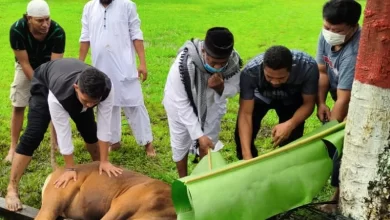 sapi kurban