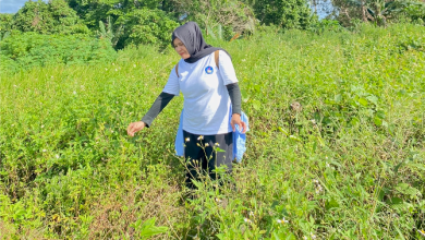 alang-alang