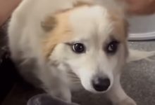 Kecelakaan Pesawat Jeju Air Korsel: Kehilangan Keluarga dan Kisah Haru Anjing Pudding 27 pesawat jeju air