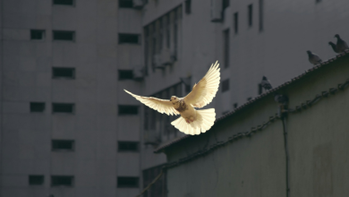 laboratorium perdamaian