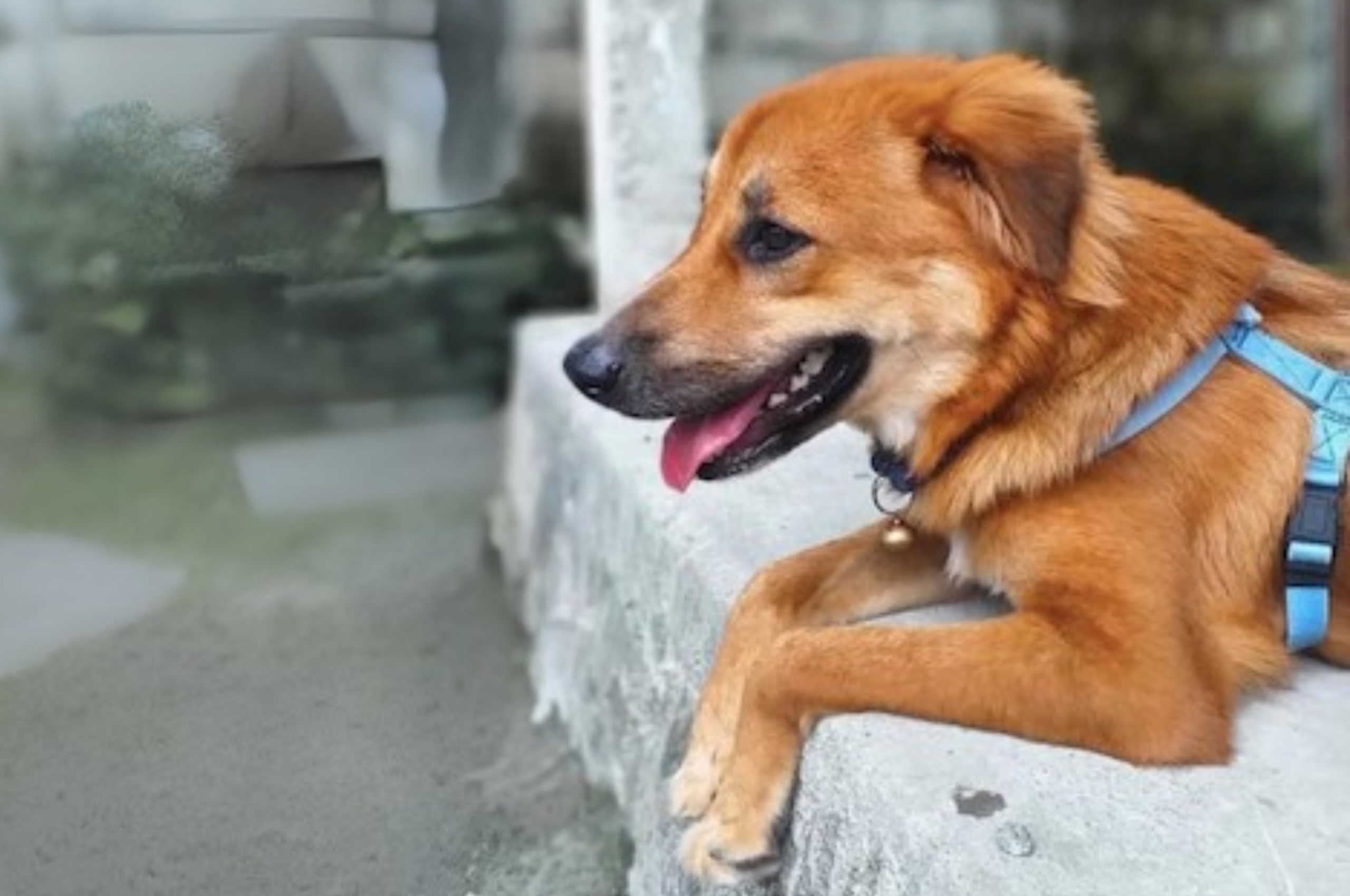 Luka Tak Terlihat: Ketika Rabies Mengancam Ambon dan Masohi 2 rabies