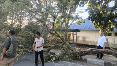 Bupati Maluku Tenggara Turun Tangan Tangani Pohon Tumbang di Kei Kecil 39 pohon